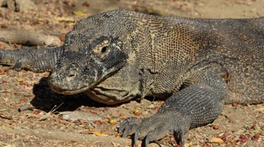 Dragons de Komodo (2).jpg