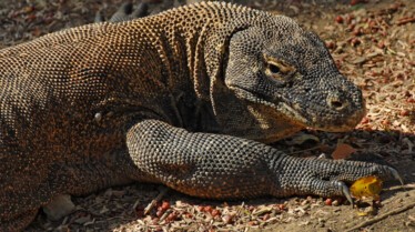 Dragons de Komodo (1).jpg