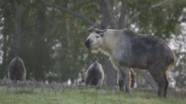 Au coeur du zoo  La belle et la bête (1).jpg