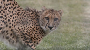 Au coeur du zoo  La belle et la bête (2).jpg