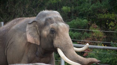 Au coeur du zoo  La belle et la bête.jpg