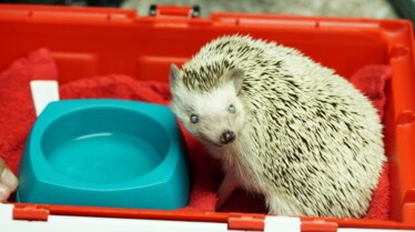 La clinique des animaux exotiques  Cas peu communs.jpg