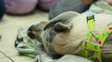 La clinique des animaux exotiques  La guérison du cochon (2).jpg