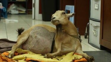 La clinique des animaux exotiques  La guérison du cochon.jpg