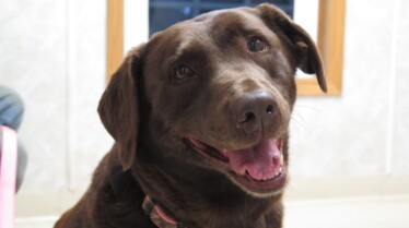 L'incroyable Dr Pol  La brigade canine débarque.jpg