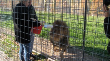 Opération sauvetage  Singes au grenier (1).jpg