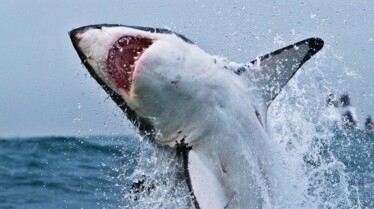 Un festin de requins.jpg