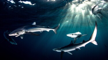 Un festin de requins (2).jpg