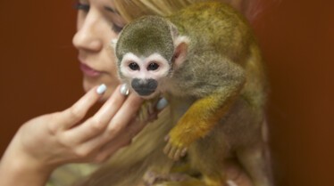 La clinique des animaux exotiques  Un saïmiri mangeur de sushis.jpg