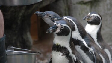 Au cœur du zoo  Girafon à l’approche.jpg