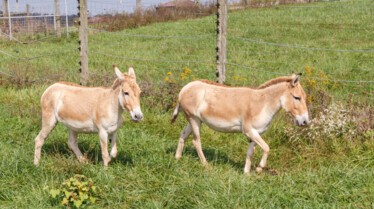 Au cœur du zoo  Girafon à l’approche (2).jpg