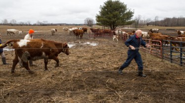 L'incroyable Dr Pol  La barque de Noé.JPG