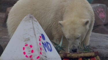 Au cœur du zoo  La fête des ours (1).jpg