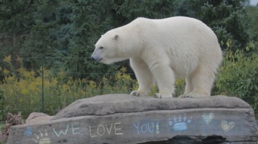 Au cœur du zoo  La fête des ours (3).jpg