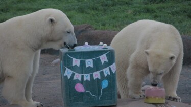 Au cœur du zoo  La fête des ours.jpg