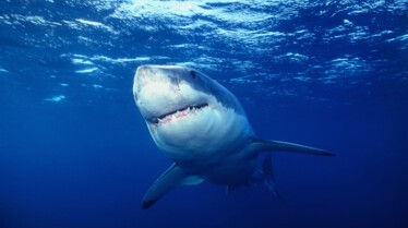 Les requins tueurs (1).JPG
