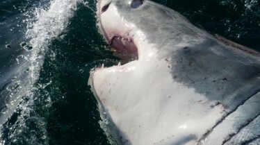 Les requins tueurs (2).JPG