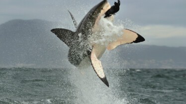 Les requins tueurs.jpg