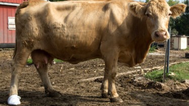 L'incroyable Dr Pol  Les vaches de l'apocalypse (1).jpg