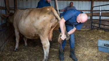 L'incroyable Dr Pol  Les vaches de l'apocalypse.jpg