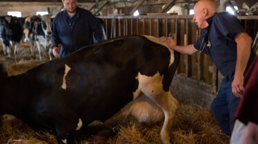 L'incroyable Dr Pol Prendre le taureau par les cornes.jpg