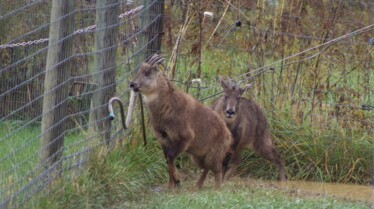 Au cœur du zoo  Un cerf épileptique (1).jpg