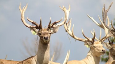 Au cœur du zoo  Un cerf épileptique (2).jpg