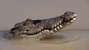Crocodile Apocalypse (2).jpg
