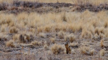 La dynastie des chiens de prairie  Guerre de territoire.jpg