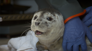 SOS Animaux Alaska le voyage du phoque.png