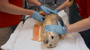 SOS Animaux Alaska gare aux odeurs (1).png