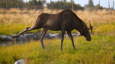 SOS Animaux Alaska gare aux odeurs.png