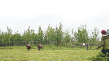 Michelle_ou_la_vie_sauvage_La_colere_du_bison.jpg