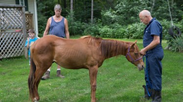 L'incroyable Dr Pol  Des taureaux en colère.jpg