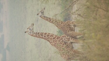Destination wild Afrique Rwanda.jpg