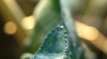 La planète des reptiles (2).jpg