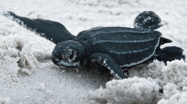 La planète des reptiles.jpg