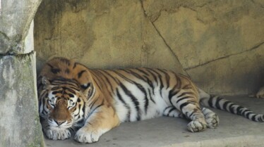 Au cœur du zoo  L’attente de l’éléphanteau (1).jpg