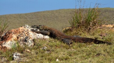 Une vie de dragon (1).jpg