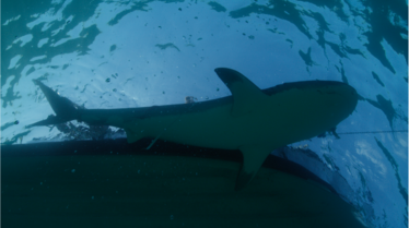 dolphinVSshark (1).PNG