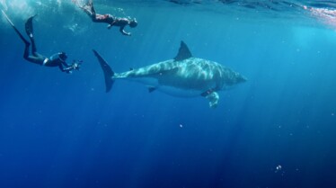 MostWantedSharks (4).jpg