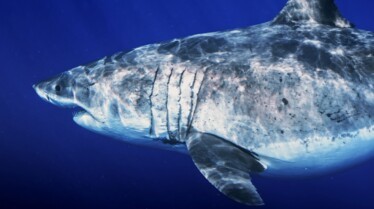 MostWantedSharks.jpg
