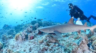 OperationSharklift_02.jpg