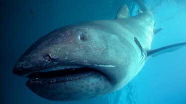 Étranges requins (3).jpg