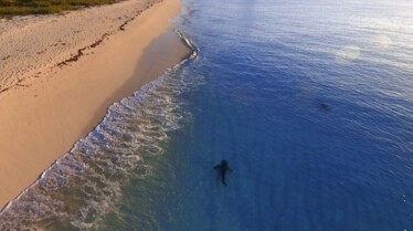 RagingBullShark (1).jpg