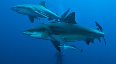 InvastionOfTheBullSharks (2).jpg