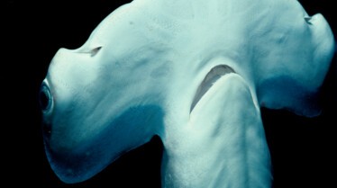 Étranges requins (2).jpg