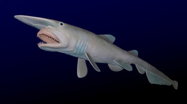Étranges requins (1).jpg