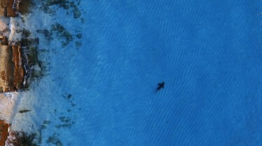 RagingBullShark (3).jpg
