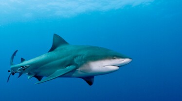 InvastionOfTheBullSharks.jpg